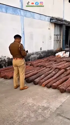 La madera más cara del mundo: dura, rara y valiosa