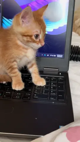 eepy  #kitten #fyp #cat #catsoftiktok #orangecat 