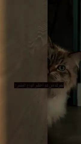 أحقر أنواع البشر هو من يزرع الفتنة بين الناس ثم يتظاهر بأنه صديق للجميع..!؟ 