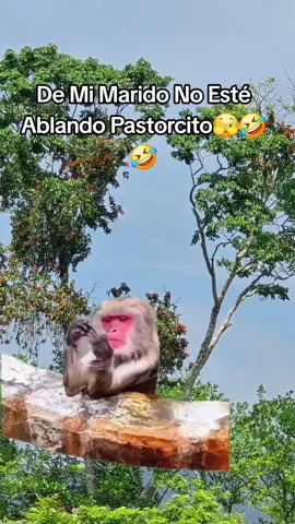 #Meme #MemeCut #CapCut #humor 🤣🤣🤣