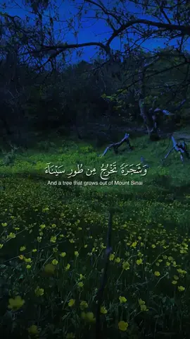 ﴿وَشَجَرَةً تَخْرُجُ مِن طُورِ سَيْنَاءَ تَنْبُتُ بِالدُّهْنِ وَصِبْغٍ لِّلْآكِلِينَ﴾ ____________________________ #quran_alkarim #quran #قران_كريم #ياسر_الدوسري #سورة_المؤمنون 