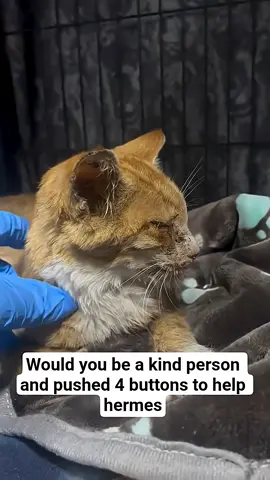 Hermes still hanging in there,he's not looking great,he needs your support ♥ link in description to donate 🙏 #cats #catsoftiktok #catlover #fyp 