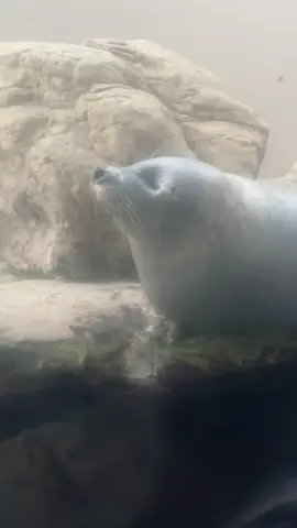 silly seal sticks out the tongue! #seal #seals #fyp #gyu #cutie 