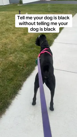 Tell me your dog is black without telling me your dog is black 😂 #canecorso #dogprank #halloween #dogmom #scary 