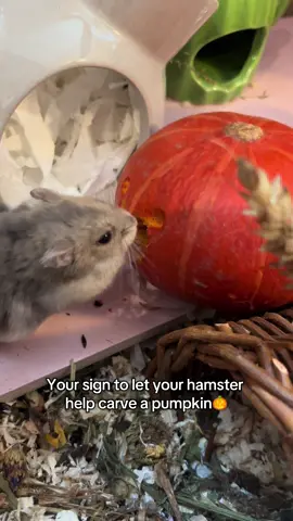 A work of art, an original Doughball 🎃🐹 #hamster #halloween #ideas #pet #spookyseason 