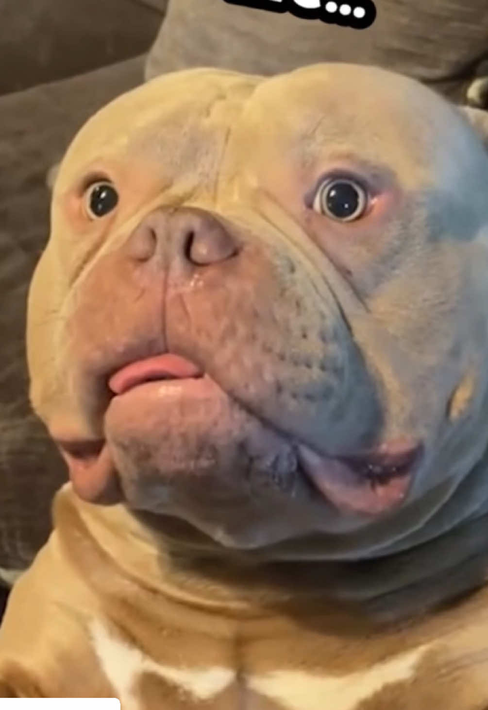 Replying to @MR Lockhart NoT a ThOuGht iN ThEir SweeT LiL HeaDs #talkinganimals #animalvoiceover #dogvoiceover #bulldogsoftiktok #talkingdog 