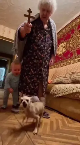 🌀 Бабушка решила, что Хвостик «сбоит» — теперь в доме цирк, полёт и молитвы соседей 😂 #чихуахуа #DogTok #мем #комедия #бабушка 