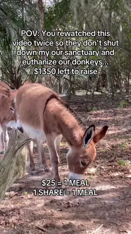 Fundraising link in bio #donkeysoftiktok #usa_tiktok #usa🇺🇸 #ponylove #donkeys 