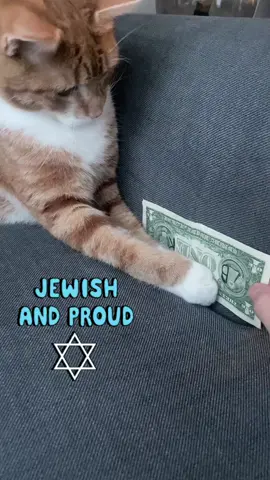 Jude cat #fyp#viral #xybca #cat #shalom 