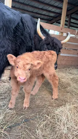 Nessie is sooooooo Cute 🥰 I’m obsessed!! #trending #fyp #minihighland #Love #capcut 