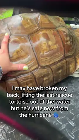 These tortoises are super heavy so in an emergency it’s super hard to move them. #tortoise #tortoises 
