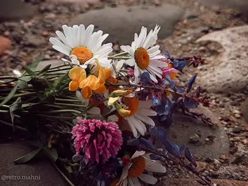 🎙Pəriyar Məmmədova - 