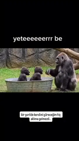 #anne #annelik #maymun #goril 