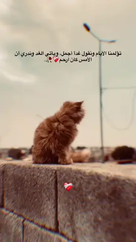 #مجرد________ذووووووق🎶🎵💞 #gemini #trending #tiktok #لايك 
