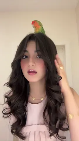 كوكو للبيع من عند @BA.  🦜
