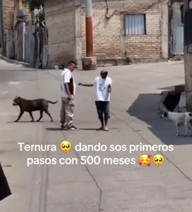 Dando sus primeros pasos ☺️ #bebe #viraltiktok #fyp 