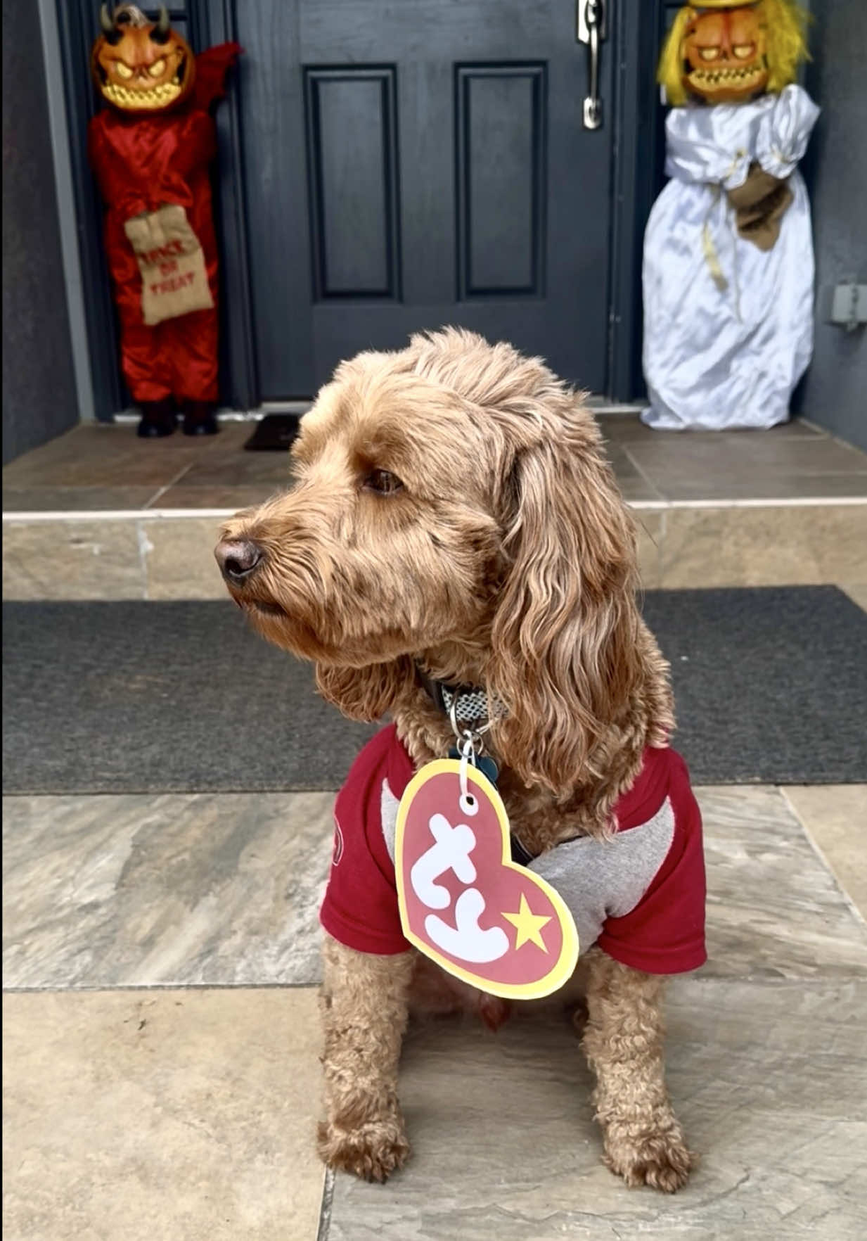 🤎 #minigoldendoodle #tybeanie #dogsoftiktok #dogcostume 