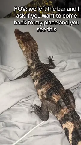 What would u do ? 