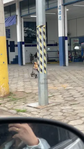 Coisas que só interior de Minas Gerais proporciona kkkkkkkkkkkkk #cachorro  #meme  