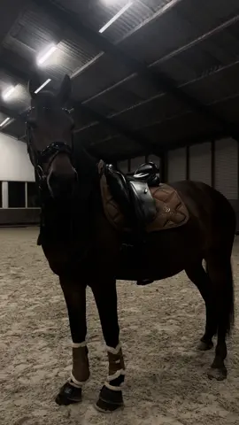 R MOJO #fyp #equestrian #horsevideo #horsetok #horseriding 