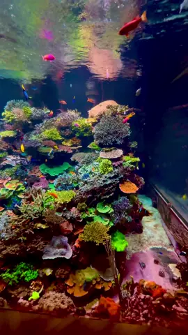 Oh La La La! Happy Weekend Everyone! 🥳🪸🐠 #reeftank #coralreef #saltwateraquarium #reefaquarium #aquarium 