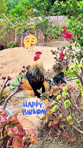 🎉🎉🎉🎉HBD 🎉🎉🎉🎉🎉Happy Birthday to Youuuuu🎉🎉🎉🎉🎉🎉🎉🎉🎉🎉🎉🎉#hbd #hbday #happybirthday #happybirthdaytoyou #rooster 