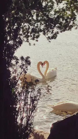🦢🤍 #swan #fyyyyyyy #fy 