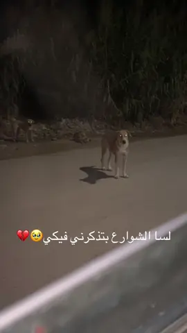 #الشوارع #الشعب_الصيني_ماله_حل😂😂 