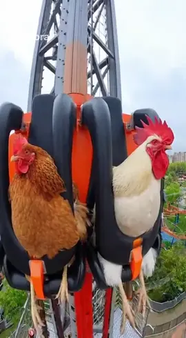 wait for the ride 🤣🤣🤣 #viraltiktok #viralvideo #trendingvideo #fyp 