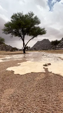 #حايل #الشملي #القصيم 