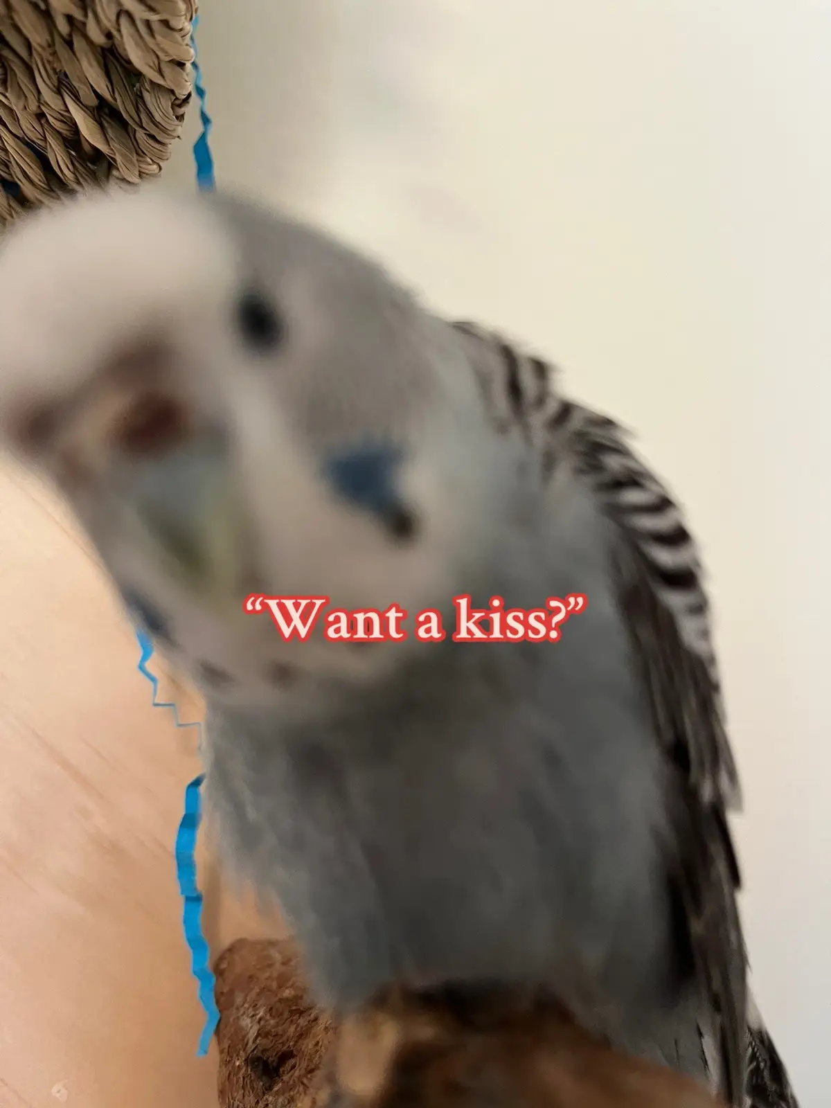 #parakeetoftiktok #budgiesoftiktok #foryoupage #birdsoftiktok #animalsofttiktok 