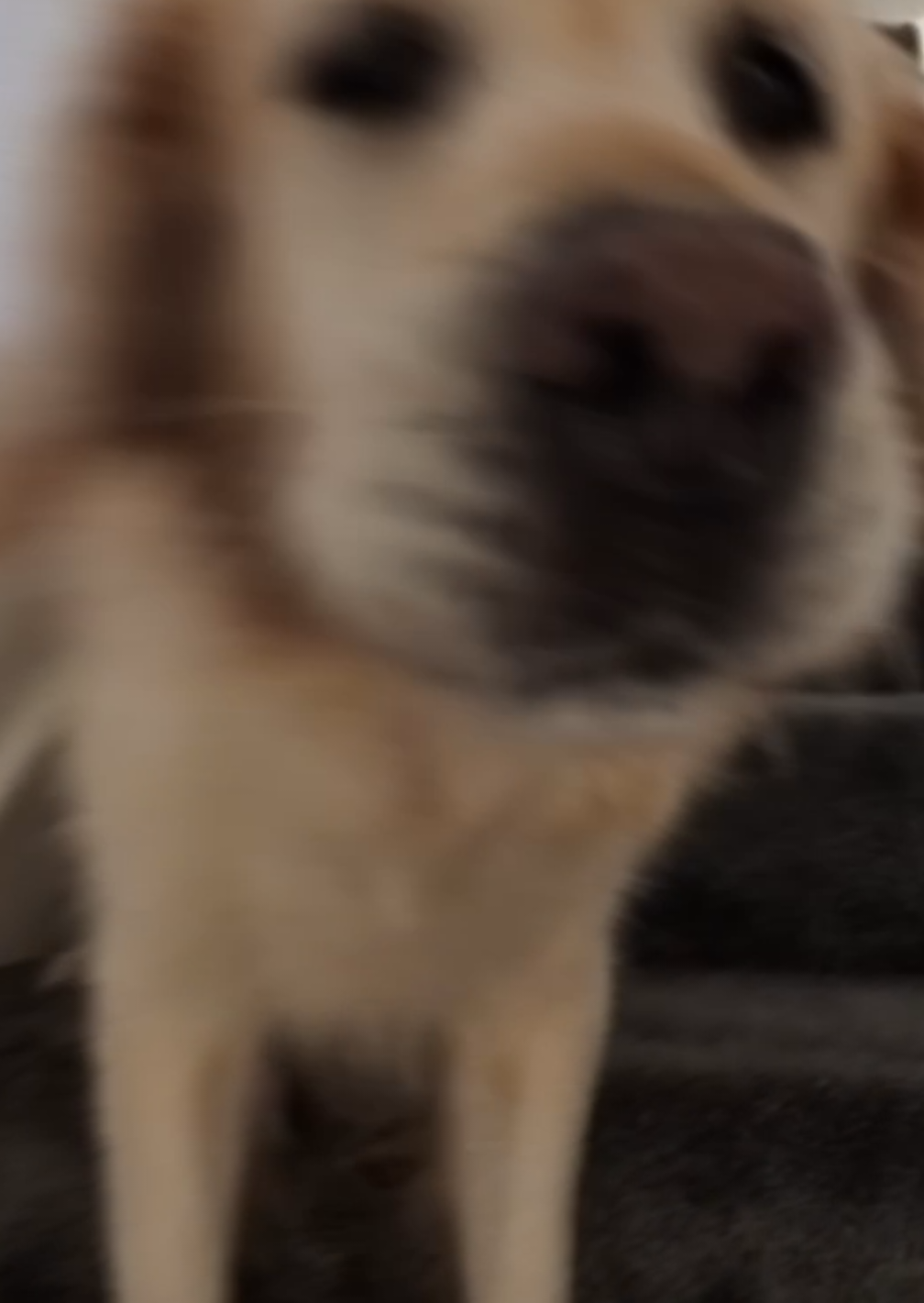 Wooing our way into the weekend 💨💨💨💨 #goldenretriever  #dogs  #dogvideo  #dogsoftiktok 