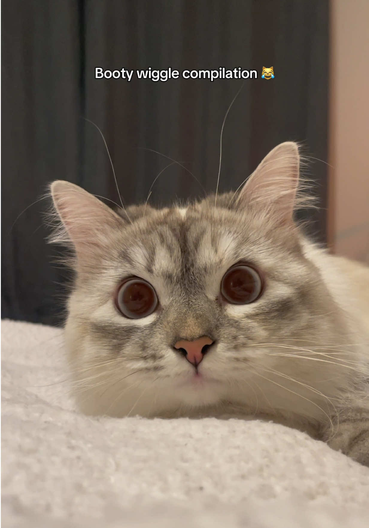 Their bum wiggles are the cutest 🥹 #wigglewigglewiggle #cats #catsoftiktok #cutecat #funnycat 