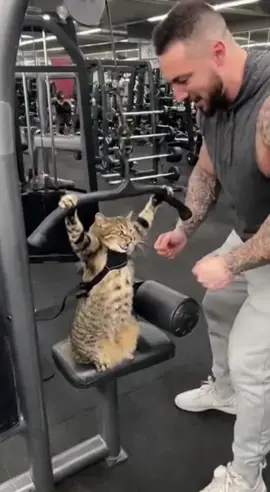 Kitty pulls a PR at the gym. It’s good to see all the hard work paying off. #cat #catmemes #catstagram #catsworkingout #gymcat      