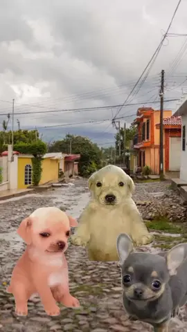 (Broma sale mal) #paratiiiiiiiiiiiiiiiiiiiiiiiiiiiiiii #perritos#viral #meme 