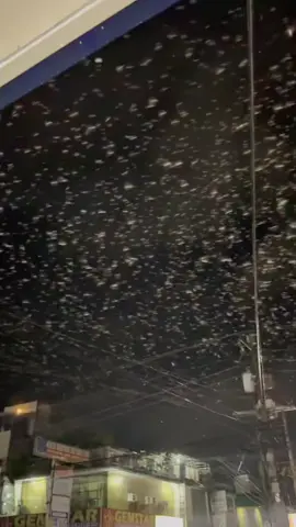 MGA IBON, NAGSILIPARAN SA SAN FRANCISCO, AGUSAN DEL SUR KASUNOD NG MALAKAS NA LINDOL NGAYONG GABI ⚠️🙏 Nabulabog at nagliparan ang mga ibon sa San Francisco, #AgusanDelSur kasunod ng panibagong malakas na lindol na yumanig sa #Manay, #DavaoOriental ngayong Biyernes ng gabi, October 10. #DavaoOrientalEarthquake