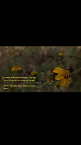 💭 #jardimdasfrases 
