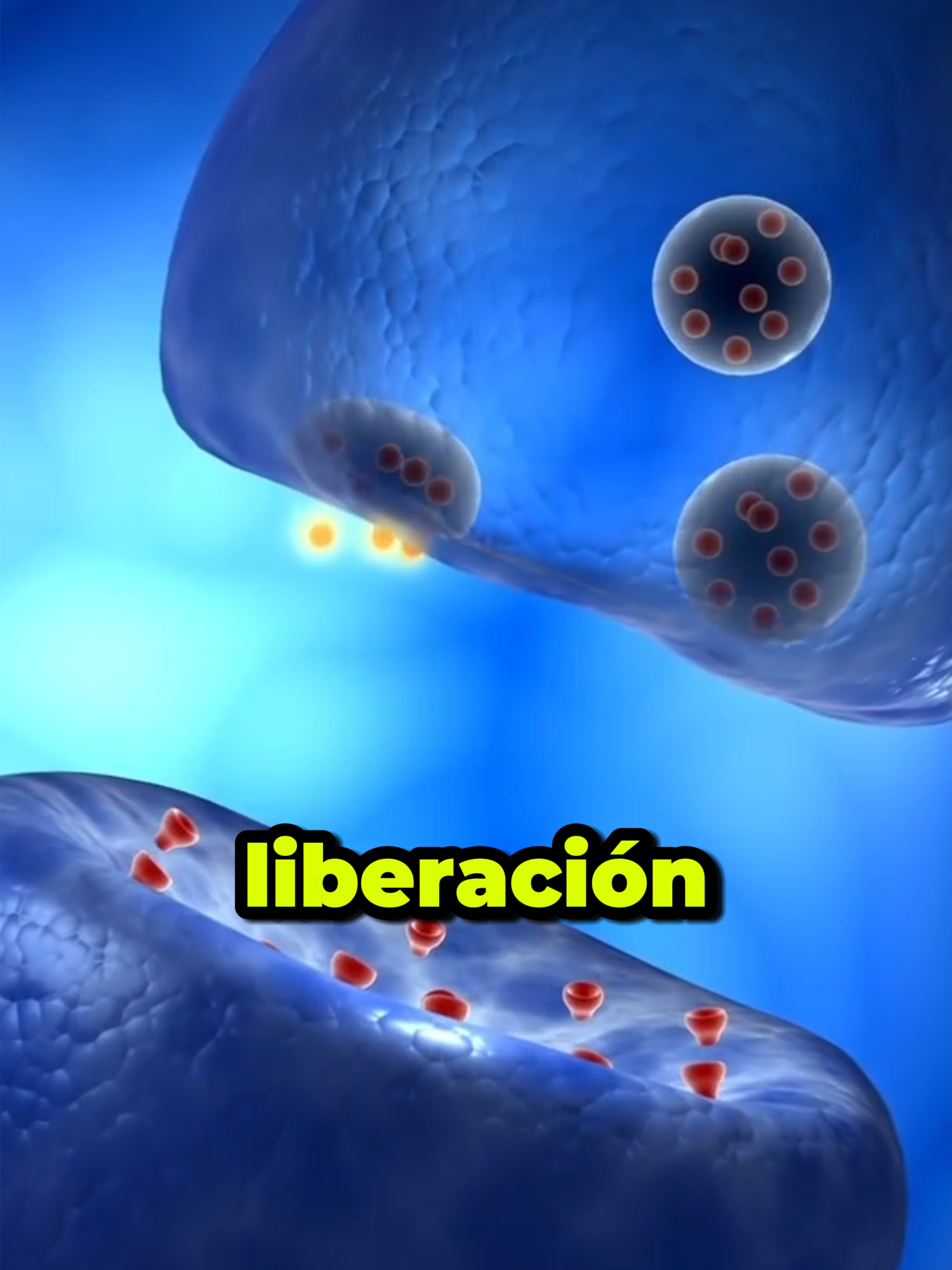 ¿Qué pasa cuando tomas una ducha de agua caliente? #cuerpohumano