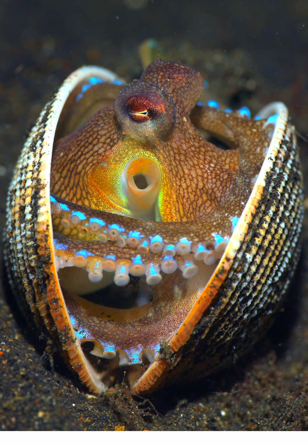 At night on the black sands of the Lembeh Strait, the Coconut Octopus (Amphioctopus marginatus) turns hunting into an art form. Hiding inside a clam shell, it waits with perfect patience, blending into the darkness around it. When the moment is right, it bursts into action—snatching its prey before retreating back into its tiny fortress. A perfect mix of brains, stealth, and style in one incredible little cephalopod🐙🧠