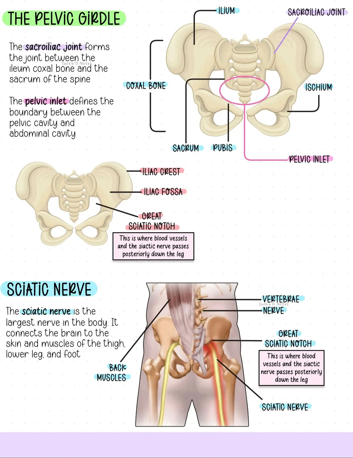 The best part about this chapter has been absolutely nothing. That is all. Enjoy these notes. I made them nice and pretty 😛 #anatomyandphysiology #studytok #studywithme #notes #fyp