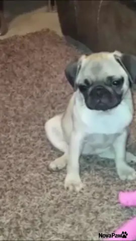 POV: you’re just trying to help but chaos follows 😭🐾 #funnydog #doglife #dogmemes #dogsoftiktok #cutedog