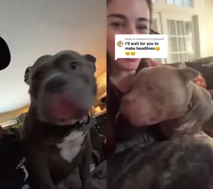 #duet with @tailsof_winstonandgunner  didn’t realize how much tan your guy has. Still cousins though 😝. And absolutely terrifying beasts!  #americanbully #fyp 