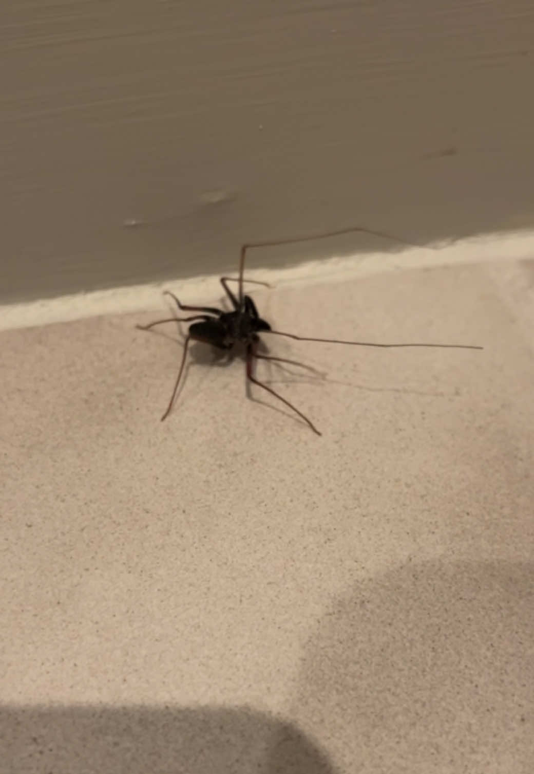 Think that creepy spider is bad news? Think again. 🕷️ That tailless whip scorpion in your house isn’t dangerous — it’s actually your free pest control team. They eat roaches, termites, mosquitoes, and other bugs you don’t want around.  Totally harmless to humans, totally helpful to your home. Next time you see one, don’t squish it — thank it. 💫 #natureknowsbest #whipscorpion #goodthingsinlife #happy #friendly @Orkin @Ortho Home Defense @Zevo 