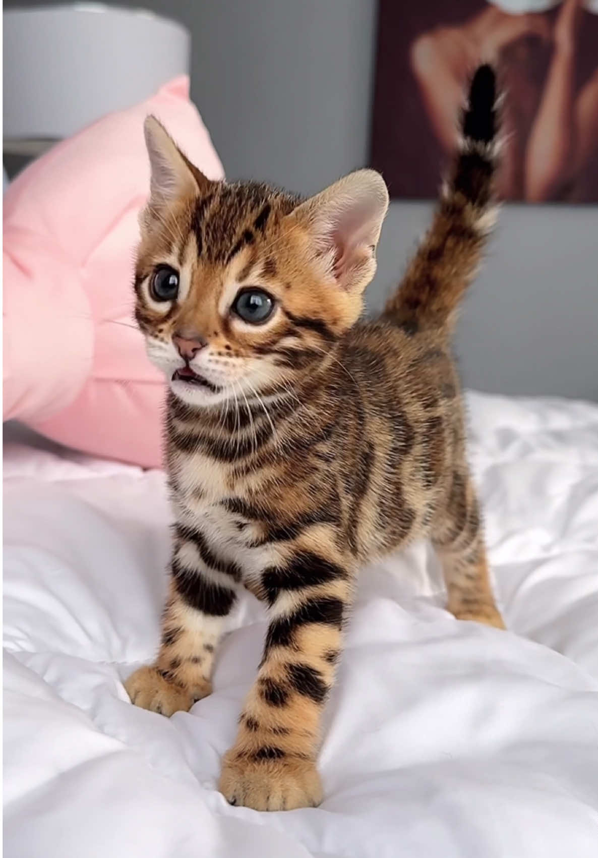 Bengal kitty 🐯🫠😘 Elite GrandGlow cattery ⚜️ * * * * #bengalkitten #bengal #bengalcats  #bengalkitty #bengallovers                     