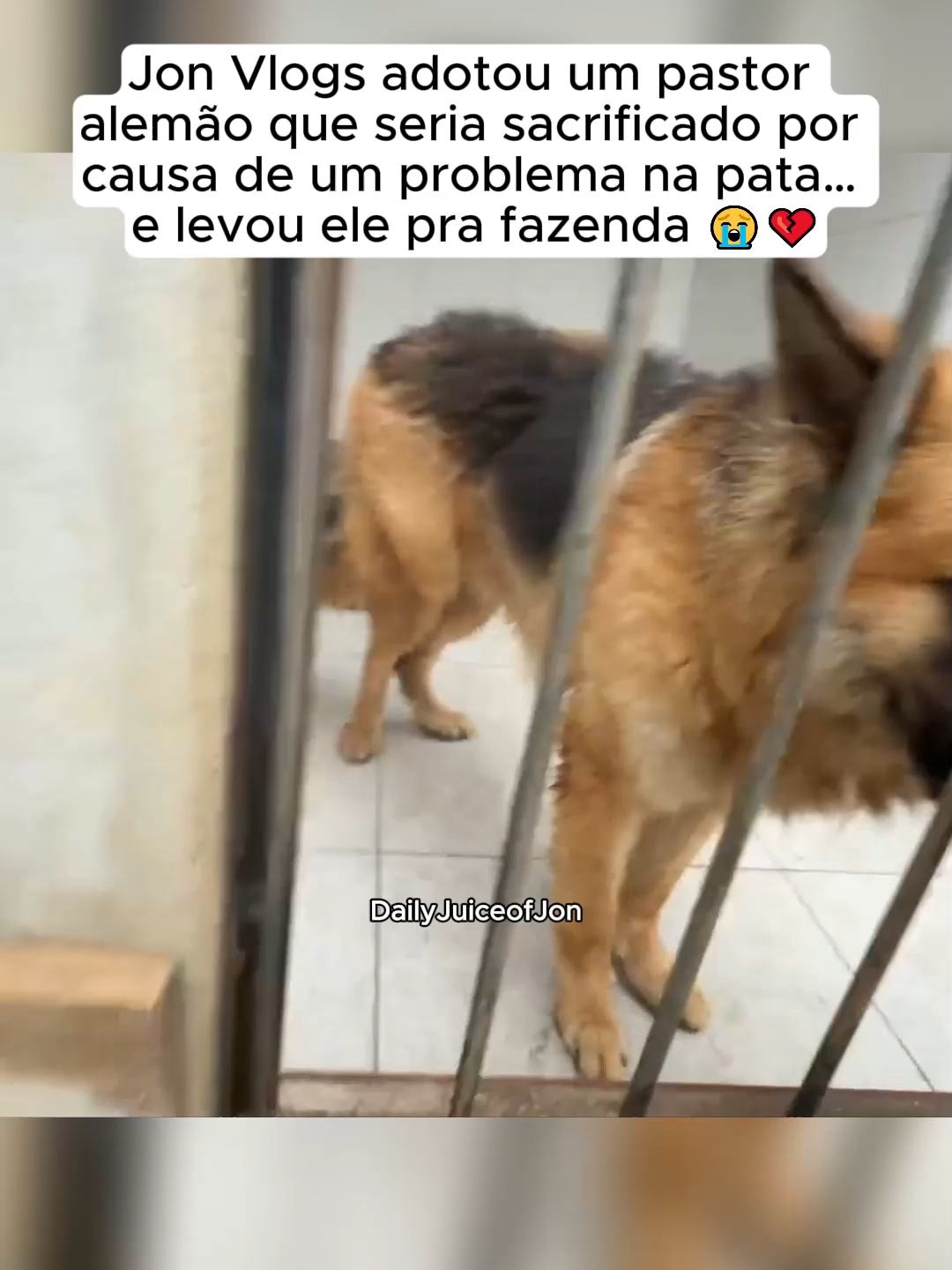 Jon Vlogs adotou um pastor alemão que seria sacrificado por causa de um problema na pata… e levou ele pra fazenda 😭💔 #jonvlogs #pastoralemao #adocao #fyp #viral