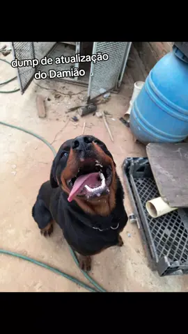 🐾 Olha ele aí — o Damião! 💥 Pulando, brincando, mostrando que a alegria dele é do tamanho do coração. ❤️ A família que o adotar vai ganhar um companheiro cheio de energia, carinhoso e com um amor enorme pra compartilhar. 🐶✨ Mas o Damião é um cachorro de alta intensidade, e por isso, vai contar com aulinhas de adestramento pra ajudar nessa nova fase — afinal, toda boa relação começa com paciência, carinho e aprendizado mútuo. 💛 Ele está pronto pra ser feliz. Agora só falta uma família pronta pra viver tudo isso com ele. 🏡 💳 PIX: ajudaprojetomeg@gmail.com 🐾 Projeto MEG — por todos os que não têm voz. #abandono #rotweiller #pet #cachorro 
