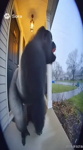 #gorilla #ai #Viral #FYU #storm 