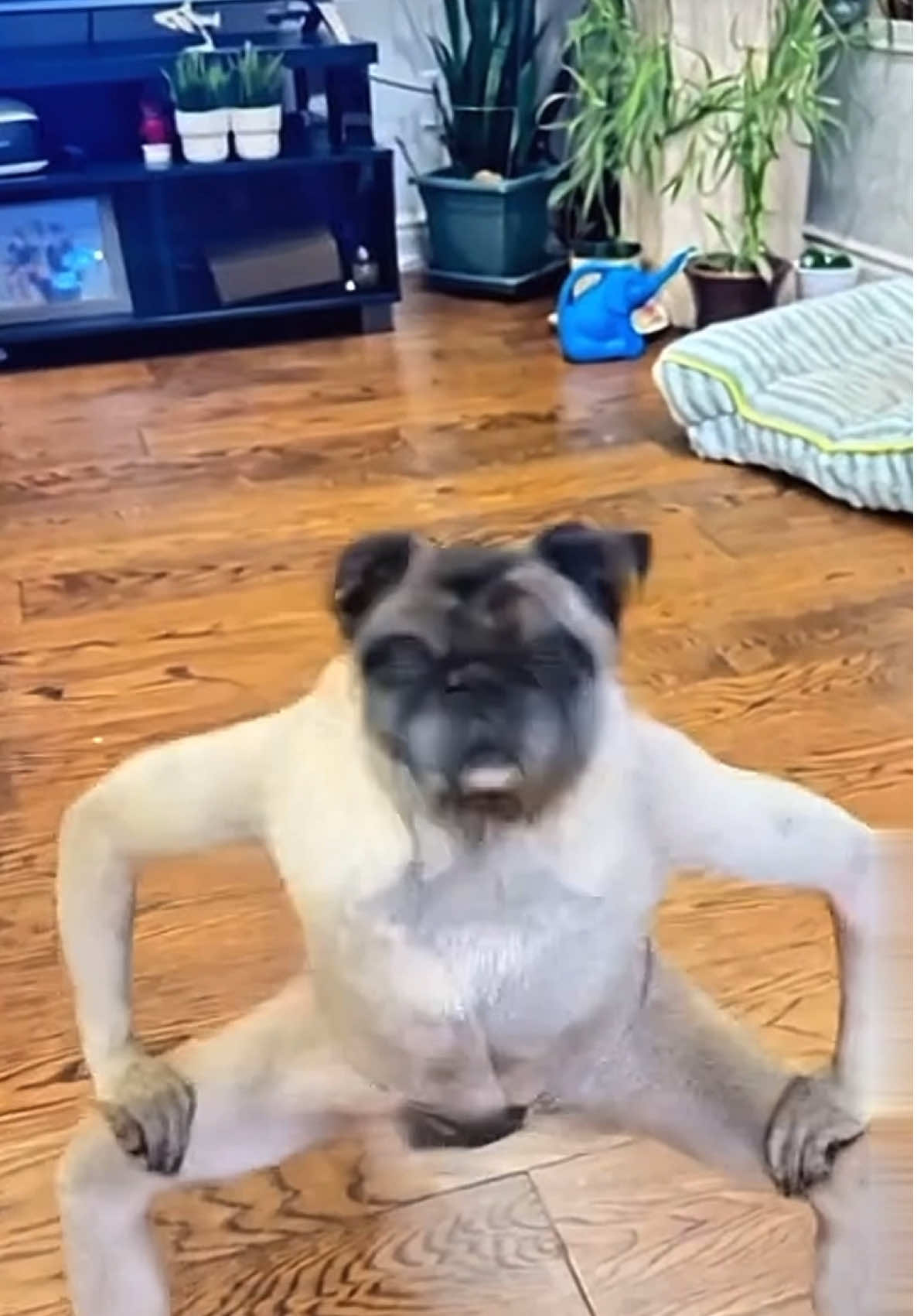 😛Funny dance! #pug #🐾 #fyp #dogsofttiktok #puglife 