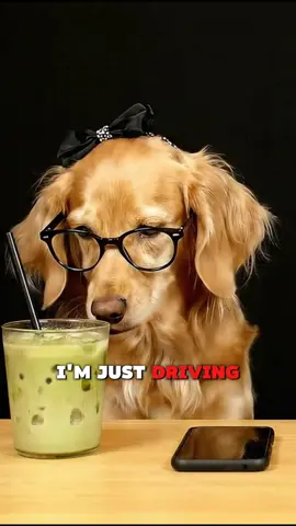 COOPER PRANK CALL😭💀 thankyou to @pickles4lif35 for the idea😆 #dogfunny #dogpodcast #doghumor #dogsoftiktok #barkafterdark 