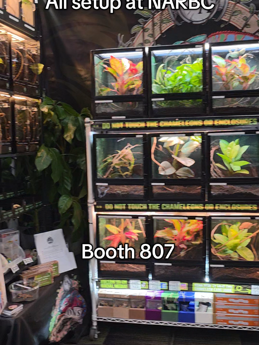 We are all set up and ready to go at tinley park NARBC! COME SEE US THIS WEEKEND! #Gecko #Frog #Snake #Chameleon #Reptile @NARBC @Tarantula Cribs 